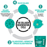 How collagen peptides help the body's natural process of collagen regeneration.